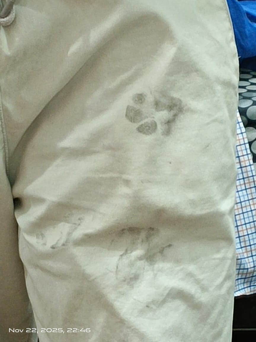 dog pawn print on my pant