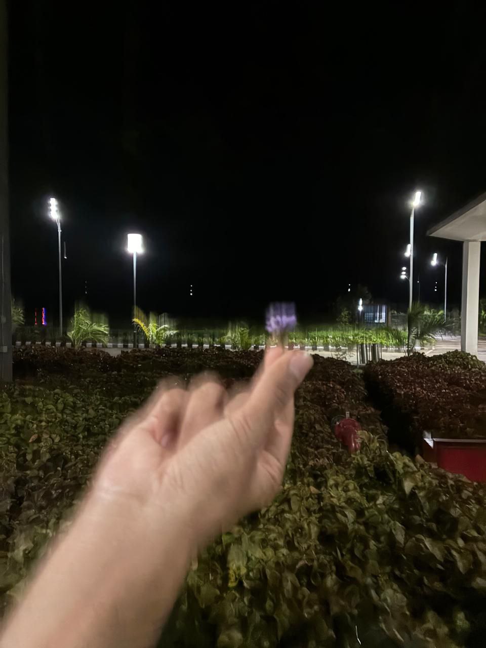 blury image of a tiny purple flower held between fingers